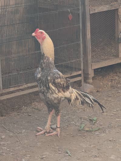 Pakistani Aseel Murga