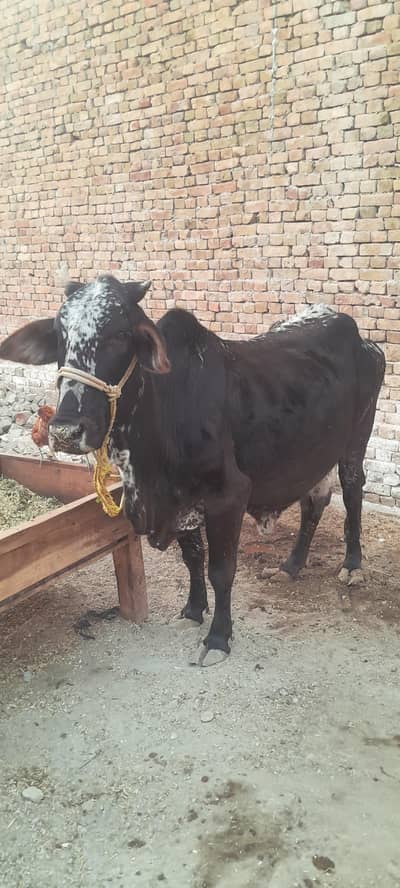 Cholistani Cow for sale