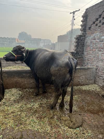 It is very good buffalo