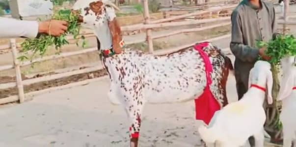 3 bacchon wale bakri for sale call++03460421993