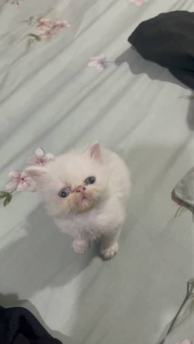 White Persian Tripple Coat  Peki Face Male Kitten