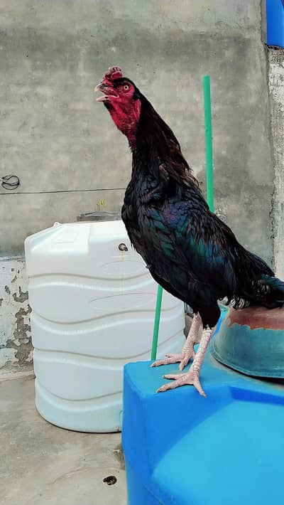 Mianwali lasani aseel