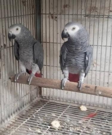 African Grey parrot male female
