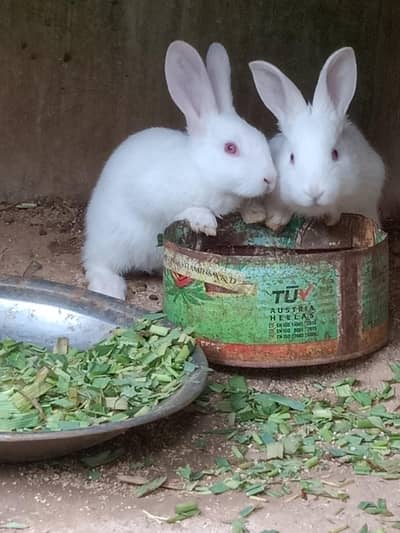 Newziland white Rabbit  Bunice pair for sale