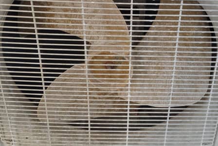 used dawlane split a one condition for sale