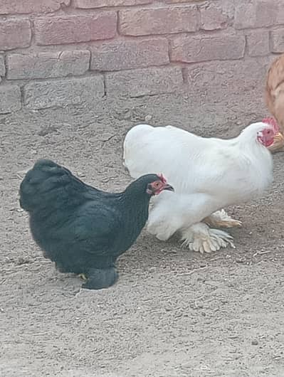 Bentum male and female pathy