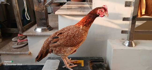 Aseel Bengum Satmori