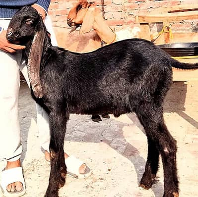 Beetle male # 03274116585