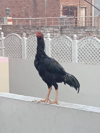 Thai or Miyanwali cros murga or madi Hira or banka cros