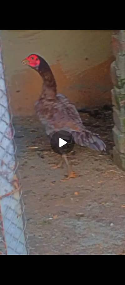 salite made ha bht axe J's Bhai ko chey rbta kry