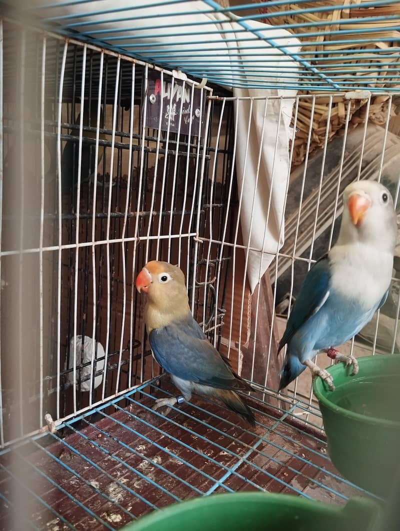 Parblu split palefallow and Blue split palefallow 0