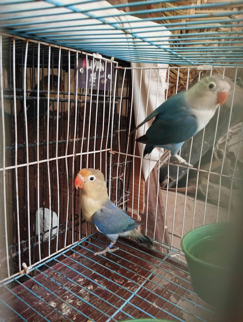 Parblu split palefallow and Blue split palefallow 1