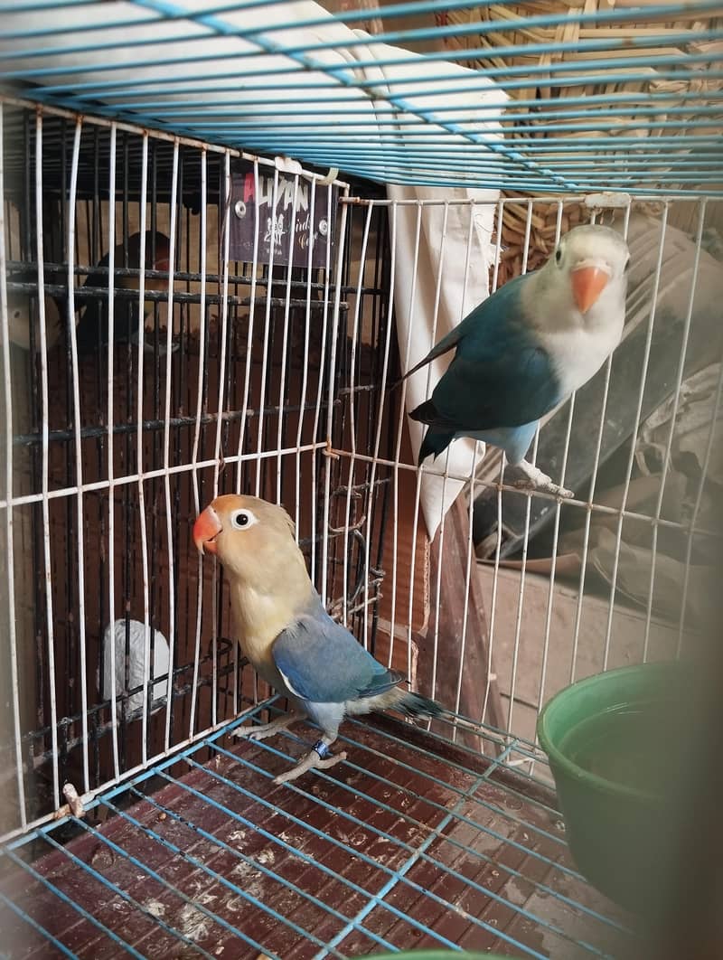 Parblu split palefallow and Blue split palefallow 2