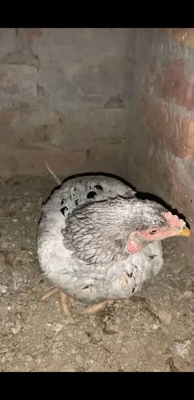 aseel chini madi low price