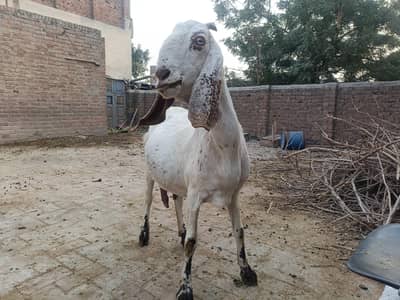 Pregnant Goat for Sale