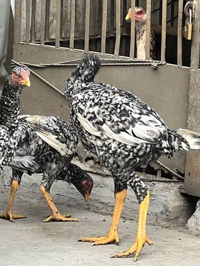 Shamo coco male Female  patha healthy and active 4 sale