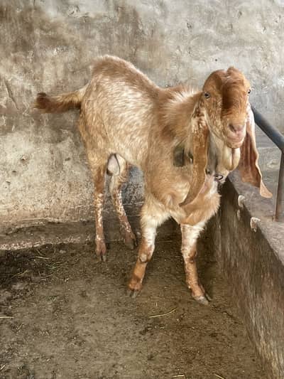 Makhi cheena bleeder