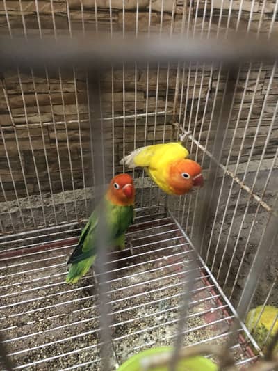 Breeder pair 100/100