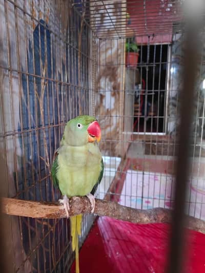 Kashmiri Raw Parrot | Pair Laga Hua