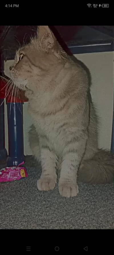 British Longhair cat