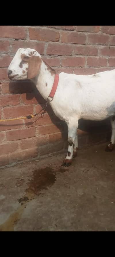 dasi bakra tadi  03234438191