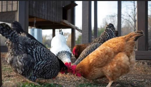 pure Housemaid hens.