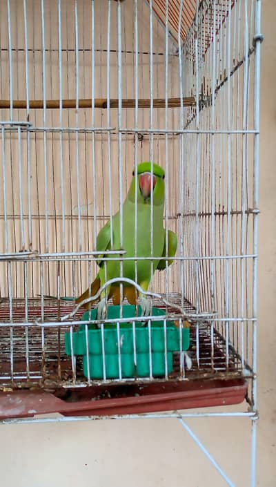 taking karta ha or healthy and active ha