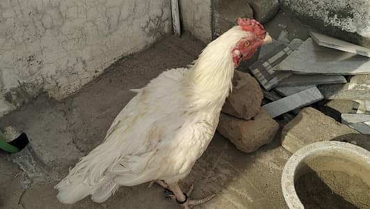 Heera Male Healthy Active