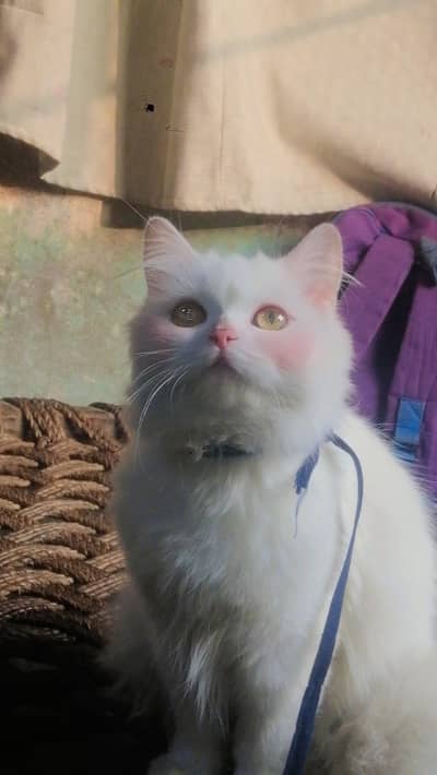 Persian white cat for sale