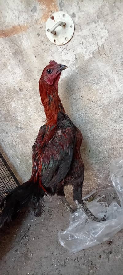 imported setup for sale