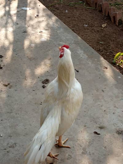 aseel hera madi ha or aseel murga ha 1