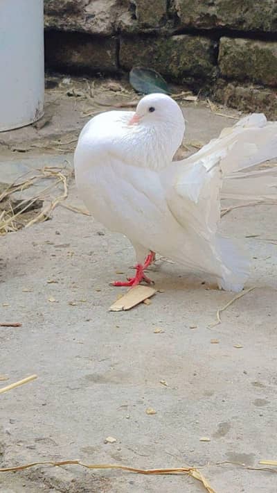 Pure Laky Breeder pair