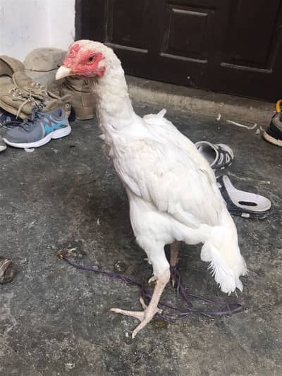 Fully White Heera murghi (hen)