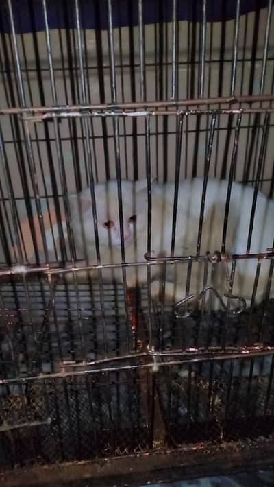 persian cat for sale