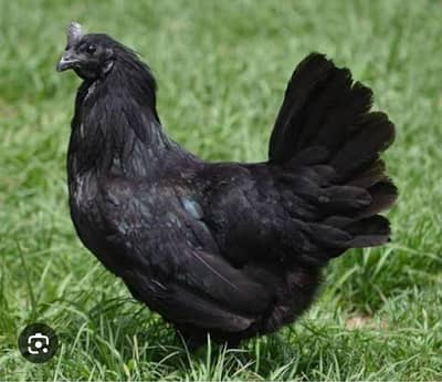 ayam cemani available 2 murgay ha or 3 murgiya