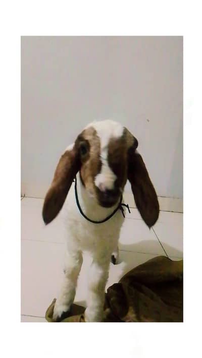 2.5 months dumba goat