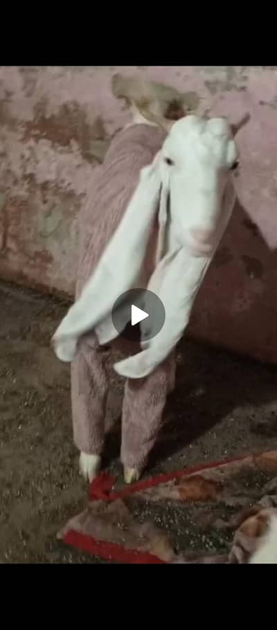 Punjab ki pure Gulabi Female or Taddi pair male and female