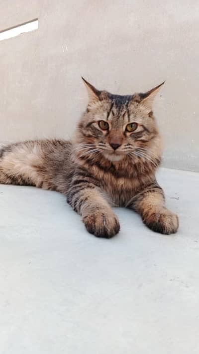 sale for Persian cat