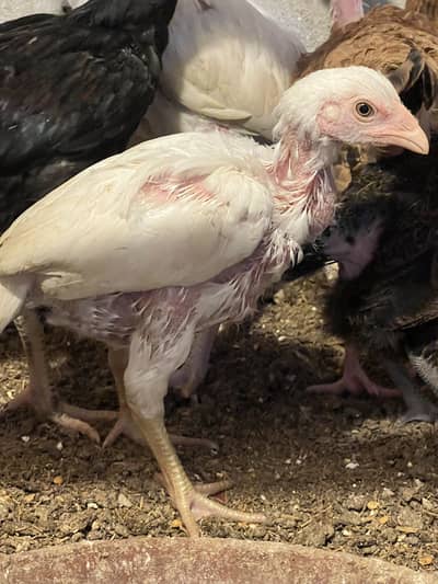 Paper white heera chicks