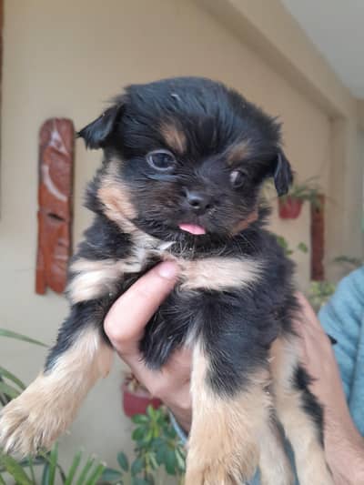 Shihtzu Cute Puppies