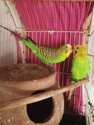 Red ayes budgies parrot pair & black ayes breader pairfor sale