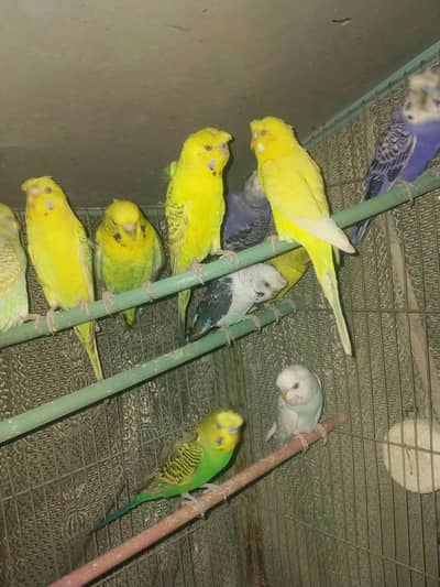 Black wing Split Hogoromo Pair