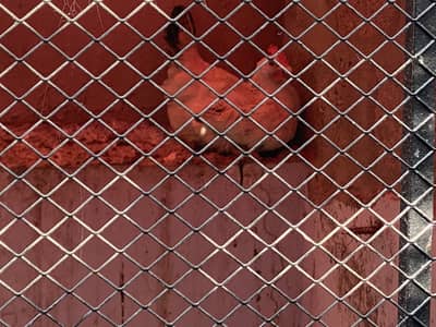 Hens for sale eggs laying