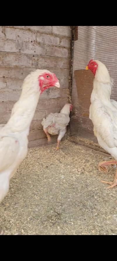 Breader Pure white shamo trio set