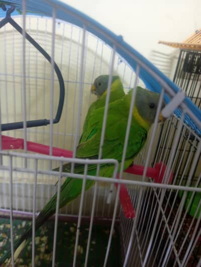plum head parrots available!!