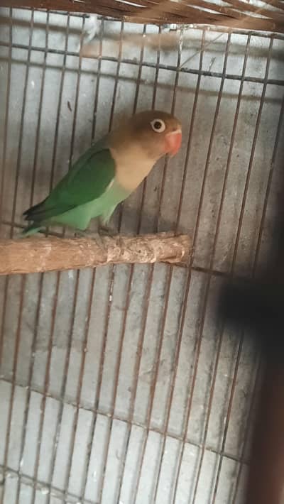 Parblue split ino love bird