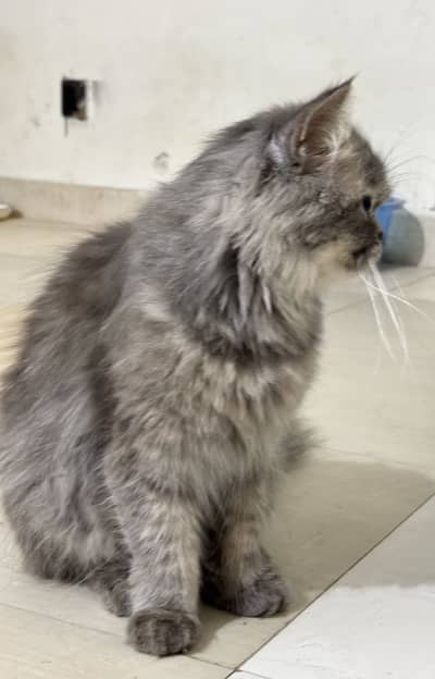 Persian female cat
