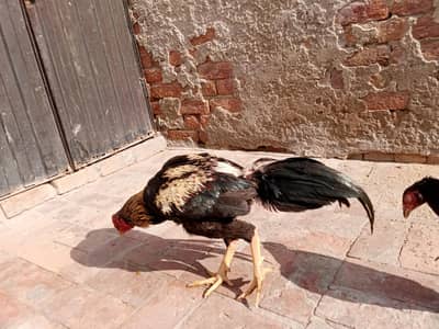 aseel pair available