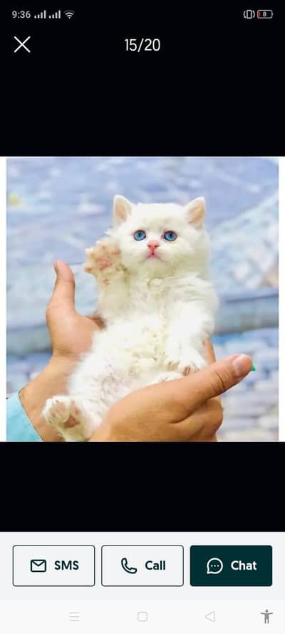 cash on delivery Persian kitten cats