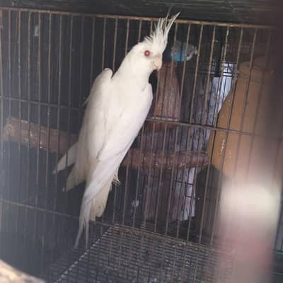 2 Eno cocktail breeder females available.